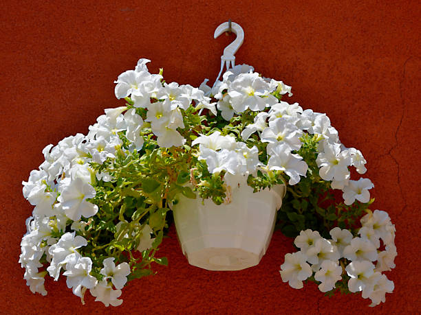 White petunia surfinia in a white pot hanging in a white pot on the red wall