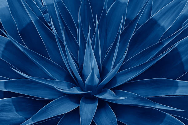 Beautifully bloomed agave leaves like lotus flower Beautifully bloomed agave leaves like lotus flower. Natural floral pattern agave plant succulent concept. Toned image with trend color of 2020 year Classic blue agave tequila stock pictures, royalty-free photos & images