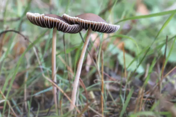 Two brown beige mushrooms on a high stem at the edge of the forest