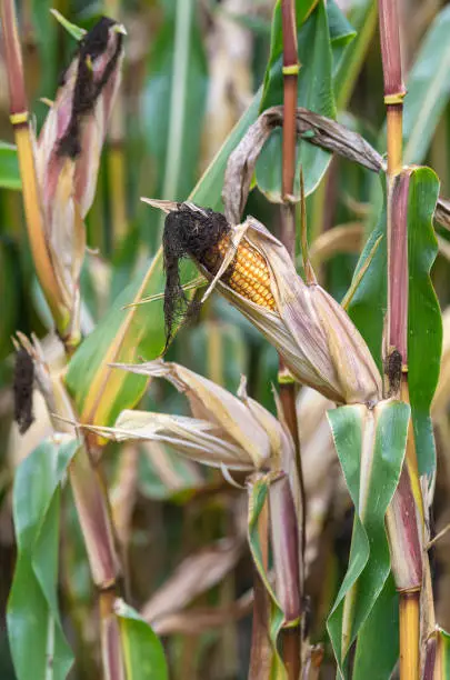 Full grown corn on the cob in a corn field in the Achterhoek in the Netherlands