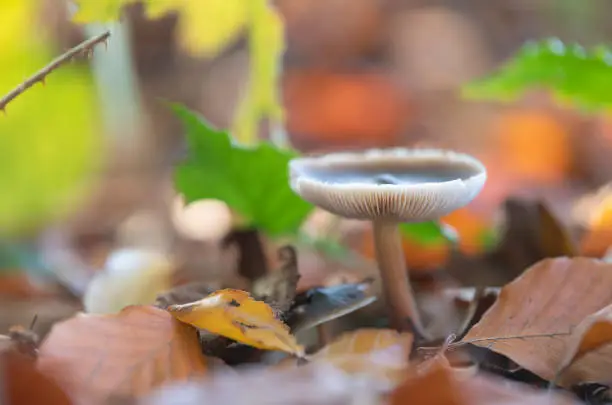 Mushroom in a colorful autumn environment formed by fallen leaves