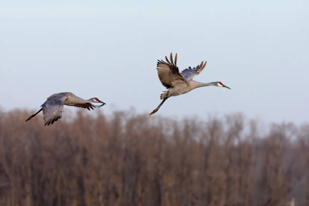 istock The sandhill cranes in flight 1285459908