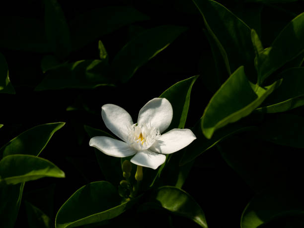 istock Gardenia Flower Blooming 1285459961
