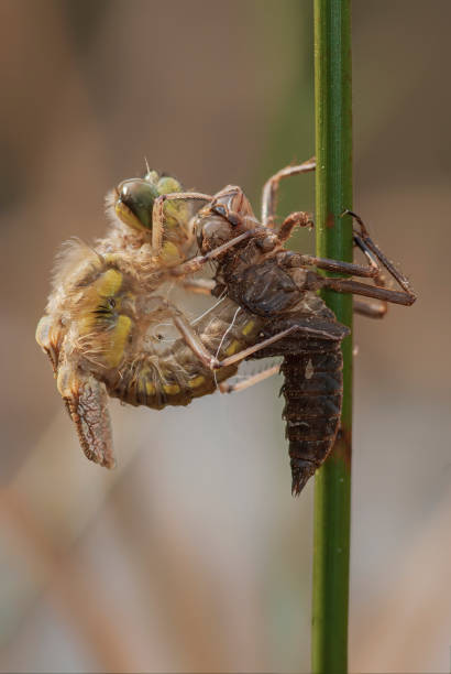 istock Birth of a dragonfly Dragonfly metamorphosis 1285460995