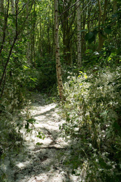 white fluffy poplar seeds cover woodland floor portrait - planting tree poplar tree forest imagens e fotografias de stock