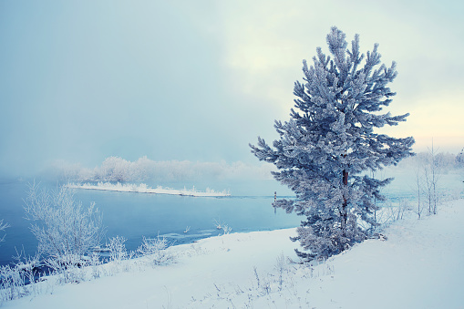 Winter frosty morning. Fog over the river. Snow-covered pine near an unfrozen river. Christmas landscape