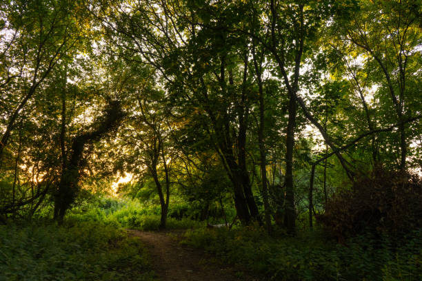 istock Magical green light through path of trees 1285461309