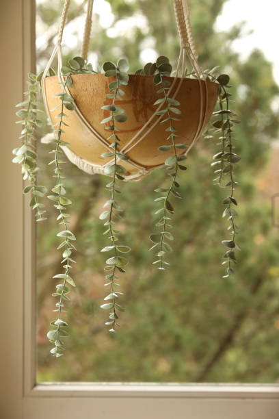 istock falling plant in a hanging wooden gourd 1285461380