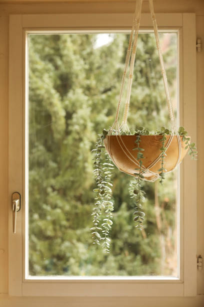 istock falling plant in a hanging wooden gourd 1285461385