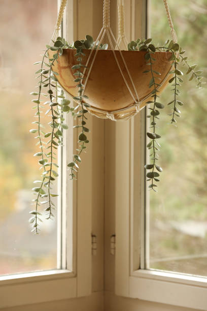istock falling plant in a hanging wooden gourd 1285461386