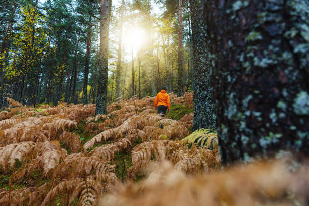 женщина походы на открытом воздухе в лесу и папоротники: осенний лист листвы - берёзовая роща фотографии стоковые фото и изображения