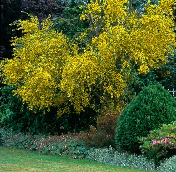 Yellow flowers of laburnum