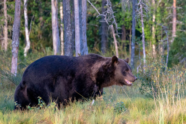 istock European Brown Bear 1285462544