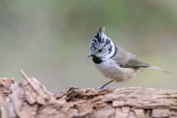 istock European crested tit (Lophophanes cristatus) 1285463958