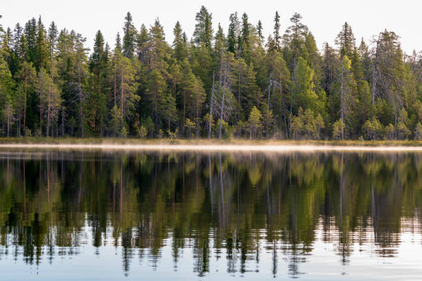 istock Autumn with mirrored pine forest and misty lake. 1285464135
