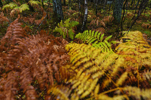 Forest ecosystem: outdoors in forest and ferns during autumn leaf foliage