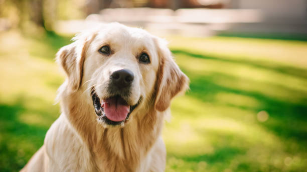 緑の裏庭の芝生に座って忠実なゴールデンレトリバー犬は、カメラを見ます。最高品質の犬の品種の血統標本は、それがスマートさ、かわいらしさ、そして高貴な美しさを示しています。カ� - paving stone hardscape front or back yard formal garden ストックフォトと画像