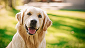 istock Loyal Golden Retriever Dog Sitting on a Green Backyard Lawn, Looks at Camera. Top Quality Dog Breed Pedigree Specimen Shows it's Smartness, Cuteness, and Noble Beauty. Colorful Portrait Shot 1285465107