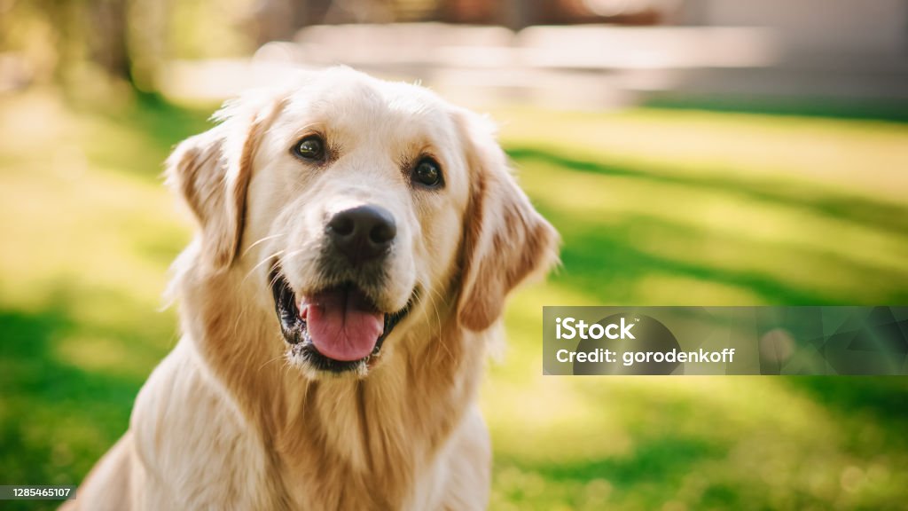 Loyal Golden Retriever Dog Sitting on a Green Backyard Lawn, Looks at Camera. Top Quality Dog Breed Pedigree Specimen Shows it's Smartness, Cuteness, and Noble Beauty. Colorful Portrait Shot Dog Stock Photo