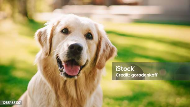 Loyal Golden Retriever Dog Sitting On A Green Backyard Lawn Looks At Camera Top Quality Dog Breed Pedigree Specimen Shows Its Smartness Cuteness And Noble Beauty Colorful Portrait Shot Stock Photo - Download Image Now