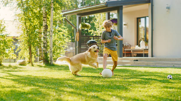 guapo joven juega al fútbol con el perro golden retriever feliz en el césped del patio trasero. juega al fútbol y tiene mucha diversión con su leal amigo perrito. idílica casa de verano. - ball horizontal outdoors childhood fotografías e imágenes de stock