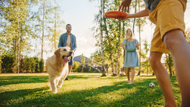 sorridente linda família de quatro joga futebol com feliz cão golden retriever no gramado do quintal. família idílica se divertindo com o leal pedigree puppy ao ar livre na casa de verão. tiro de terra portátil - men jogging running sports training - fotografias e filmes do acervo