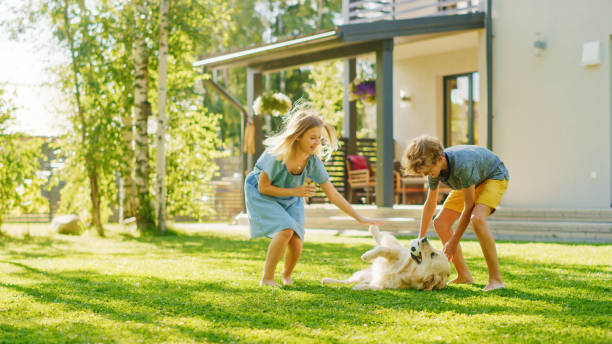 Two Kids Have fun with Their Handsome Golden Retriever Dog on the Backyard Lawn. They Pet, Play, Scratch it. Happy Pedigree Dog Holds Toy ball in Jaws. Idyllic Suburb House in the Summer Two Kids Have fun with Their Handsome Golden Retriever Dog on the Backyard Lawn. They Pet, Play, Scratch it. Happy Pedigree Dog Holds Toy ball in Jaws. Idyllic Suburb House in the Summer canine stock pictures, royalty-free photos & images