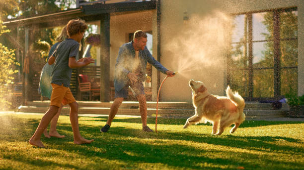 Father, Daughter, Son Play With Loyal Golden Retriever, Dog Tries to Catch Water from Garden Water Hose. Family Spending Fun Outdoors Time Together in Backyard. Golden Hour Sunset. Father, Daughter, Son Play With Loyal Golden Retriever, Dog Tries to Catch Water from Garden Water Hose. Family Spending Fun Outdoors Time Together in Backyard. Golden Hour Sunset. golden hour photos stock pictures, royalty-free photos & images