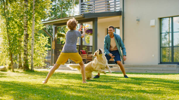 przystojny ojciec i syn grać złapać z loyal rodzina przyjaciel golden retriever pies. rodzina spędza czas razem szkolenia psa. słoneczny dzień idylliczne podmiejskie podwórko domowe. - juvenile lawn animal mammal zdjęcia i obrazy z banku zdjęć