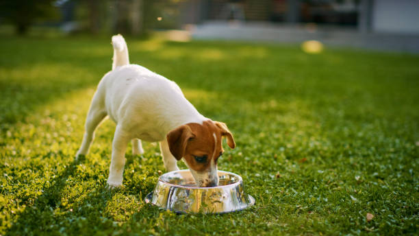 Super Cute Pedigree Smooth Fox Terrier Dog Drinks Water out of His Outdoors Bowl. Happy Little Doggy Having Fun on the Backyard. Sunny Day Outdoors Super Cute Pedigree Smooth Fox Terrier Dog Drinks Water out of His Outdoors Bowl. Happy Little Doggy Having Fun on the Backyard. Sunny Day Outdoors smooth fox terrier stock pictures, royalty-free photos & images