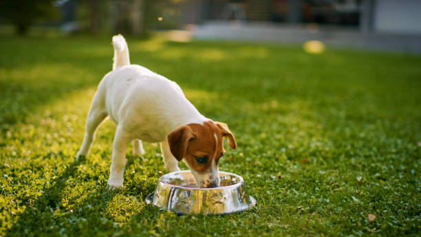 Super Cute Pedigree Smooth Fox Terrier Dog Drinks Water out of His Outdoors Bowl. Happy Little Doggy Having Fun on the Backyard. Sunny Day Outdoors Super Cute Pedigree Smooth Fox Terrier Dog Drinks Water out of His Outdoors Bowl. Happy Little Doggy Having Fun on the Backyard. Sunny Day Outdoors grooming animal behavior stock pictures, royalty-free photos & images