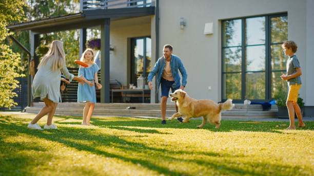 lächelnde schöne familie von vier play fetch fliegende scheibe mit happy golden retriever hund auf dem hinterhof rasen. idyllische familie hat spaß mit treuen pedigree hund im freien im sommer haus hinterhof - family fun running couple stock-fotos und bilder