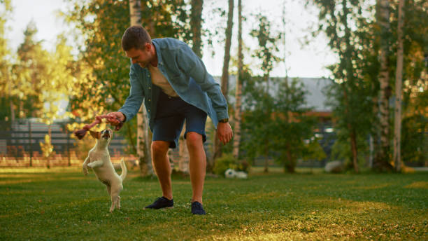 l�’homme joue avec son chien de terrier de renard lisse dehors. il caresse et taquine son chiot avec son jouet préféré. maison d’été idyllique. heure d’or. - aller chercher photos et images de collection