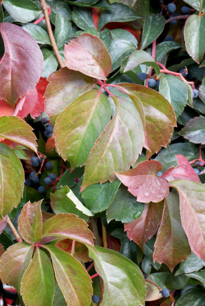istock red and green autumn leaves background 1285466376