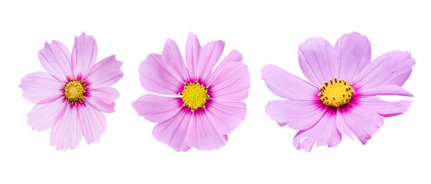 istock Three pink Cosmos flower different, Isolated on white background 1285466826