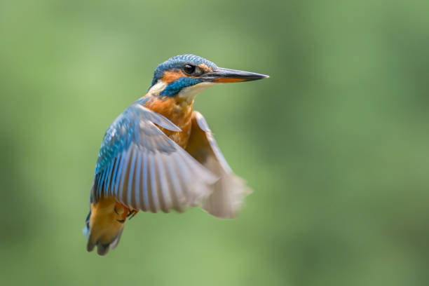 Common European Kingfisher (Alcedo atthis)  in flight on a green background isolated. Flying colorful bird Kingfisher. Kingfisher hovering. Green nature background.