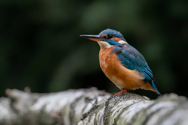 istock Common Kingfisher (Alcedo atthis) sitting on a branch 1285466857