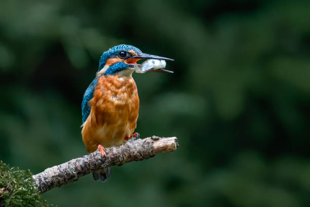 istock Common Kingfisher (Alcedo atthis)   on a branch with a fish in his mouth. 1285466885