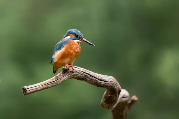 istock Common Kingfisher (Alcedo atthis) sitting on a branch 1285466888