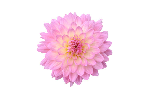 istock Blooming pink Dahlia Flower Isolated on white background. 1285466890