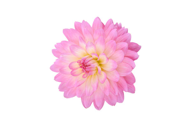 istock Blooming pink Dahlia Flower Isolated on white background. 1285466935