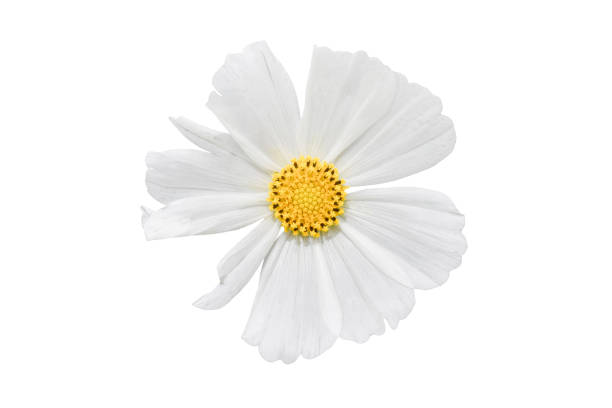 istock White Cosmos flower isolated on white background 1285466990