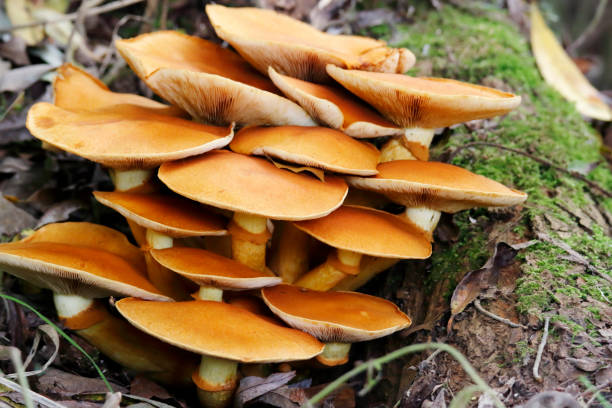 istock Wood Fungus (Gymnopilus junonius) 1285467251