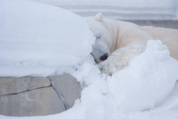 istock polar bear resting with relax face on snowing background 1285468330