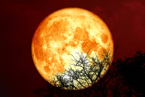istock sturgeon blood moon and silhouette tree in the night sky 1285468399