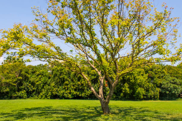 istock tree and green leaves in the park in nature 1285468579