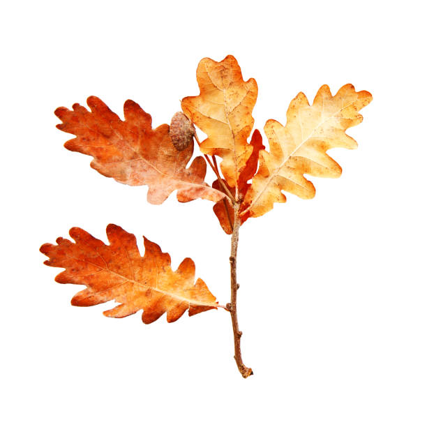 istock Close up on autumn oak leaves isolated on white background. 1285468839