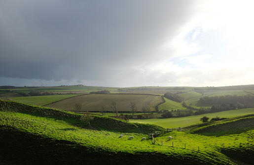 Sheep grazing in the Dorset countryside showing the ramparts of the Iron Age Maiden Castle, Dorset, UK.