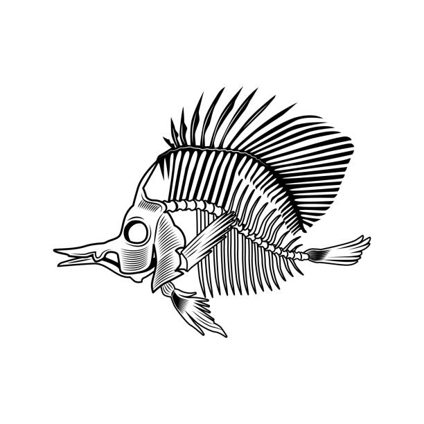 Fish Skeleton Label 370+ Fish Skeleton Logo Stock Illustrations, Royalty-Free Vector ...