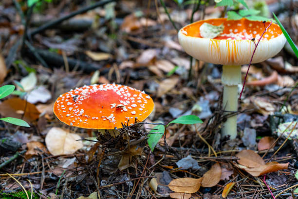 istock Fly agaric mushroom view. Red fly agaric in forest. Poison fly agaric mushroom in nature 1285470691